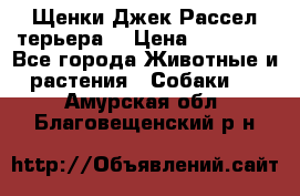 Щенки Джек Рассел терьера  › Цена ­ 15 000 - Все города Животные и растения » Собаки   . Амурская обл.,Благовещенский р-н